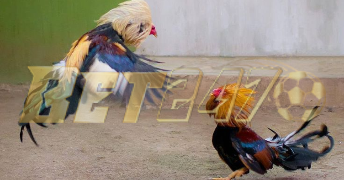 SV388: KHAI THÁC NGÁCH ĐÁ GÀ TRUYỀN THỐNG ĐỂ GIỮ NHỊP HỆ THỐNG TẠI BET247