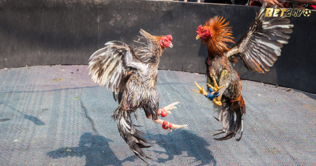 đá gà trực tiếp