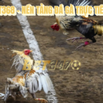 đá gà trực tiếp